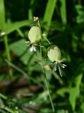 unknown species. Цветки. Турция, ил Артвин, окр. храма Отхта, луг. 13 июня 2026 г.