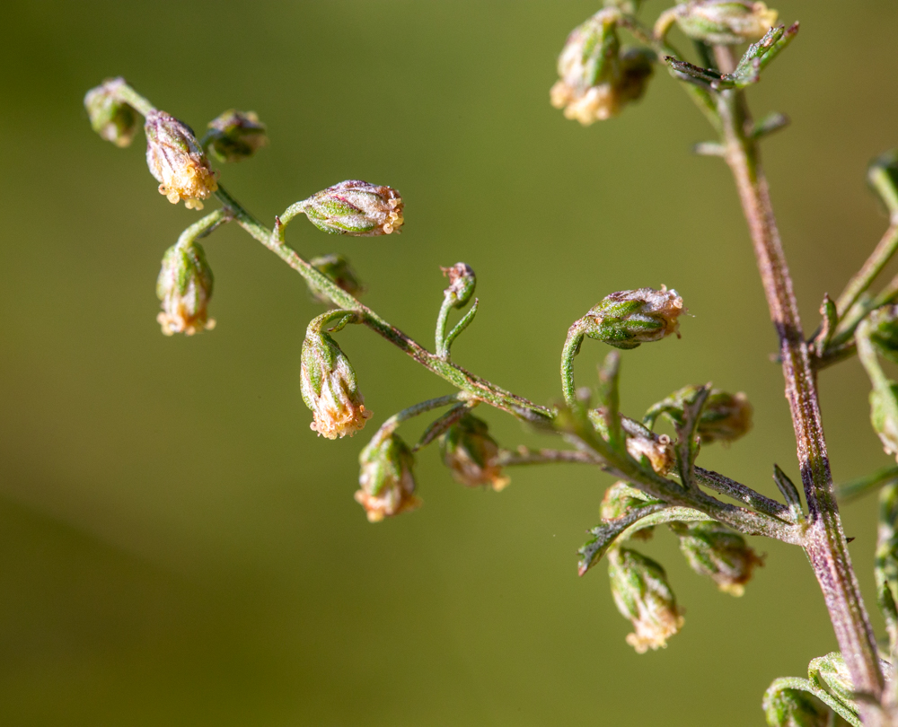 Image of Artemisia freyniana specimen.