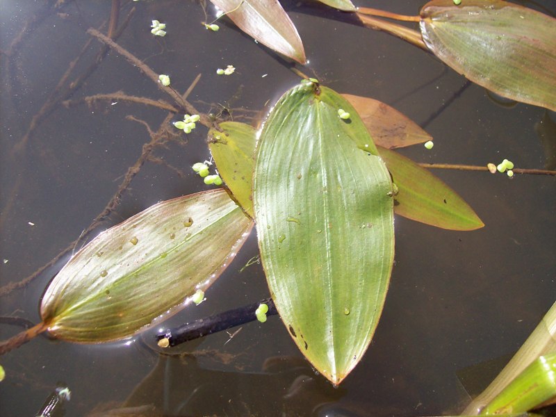 Image of Potamogeton natans specimen.