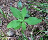 Prenanthes purpurea. Молодое растение. Украина, Ивано-Франковская обл., Надворнянский р-н, природный заповедник \"Горганы\", буково-пихтово-еловый лес. 17 июня 2011 г.