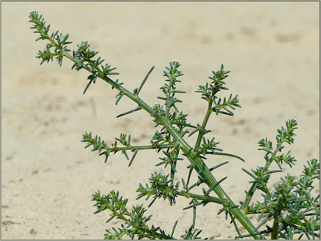 Image of Salsola tragus specimen.