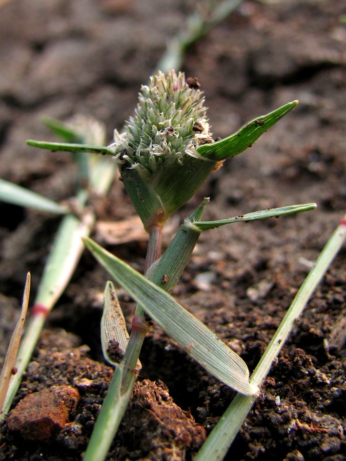 Изображение особи Crypsis schoenoides.