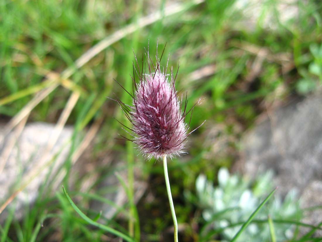 Image of Alopecurus vaginatus specimen.