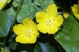 Lysimachia nummularia