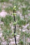 Phlomoides kaufmanniana