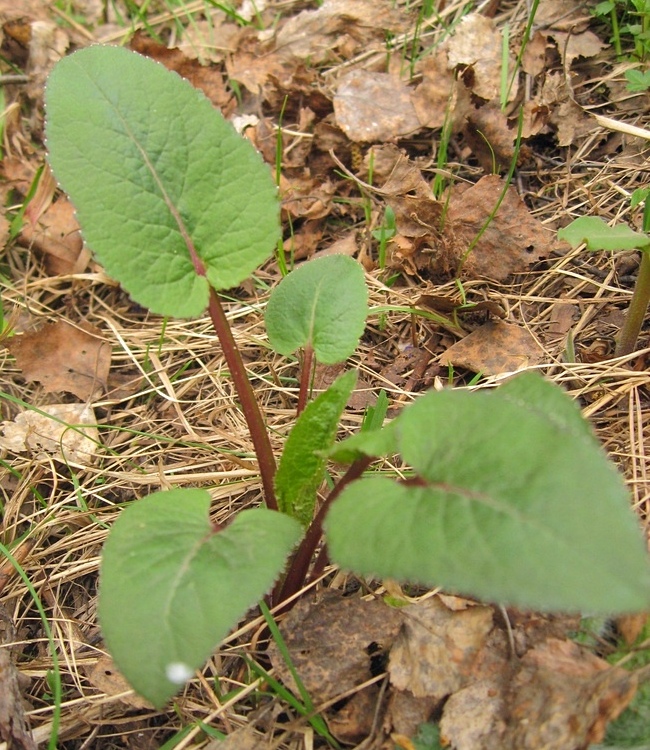 Image of Campanula glomerata specimen.