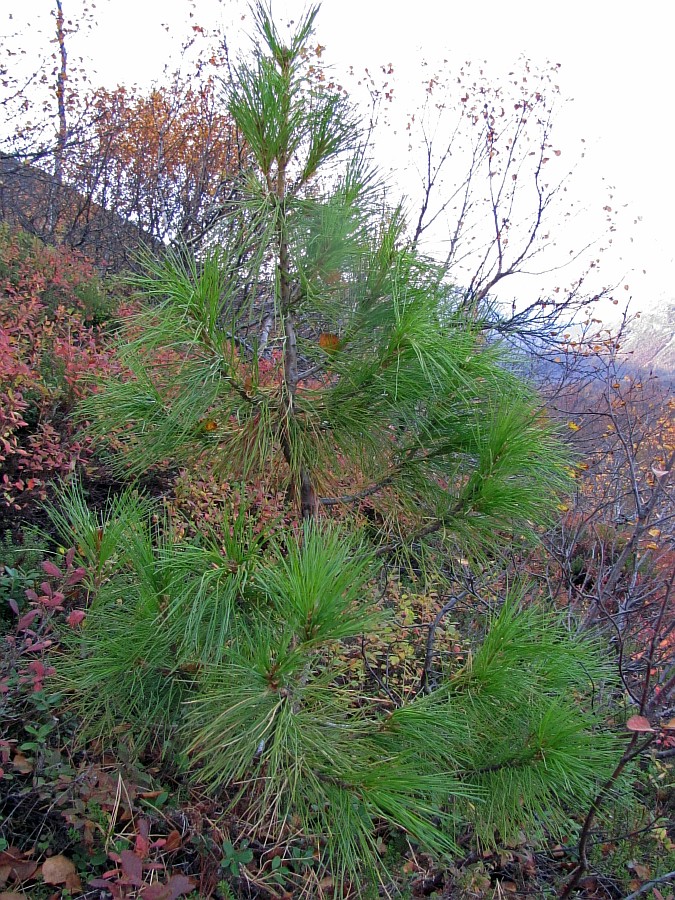 Изображение особи Pinus sibirica.