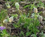 Pulsatilla campanella. Цветущее растение. Казахстан, Жамбылская обл., Кордайский р-н, хр. Жетыжол. 09.05.2011.