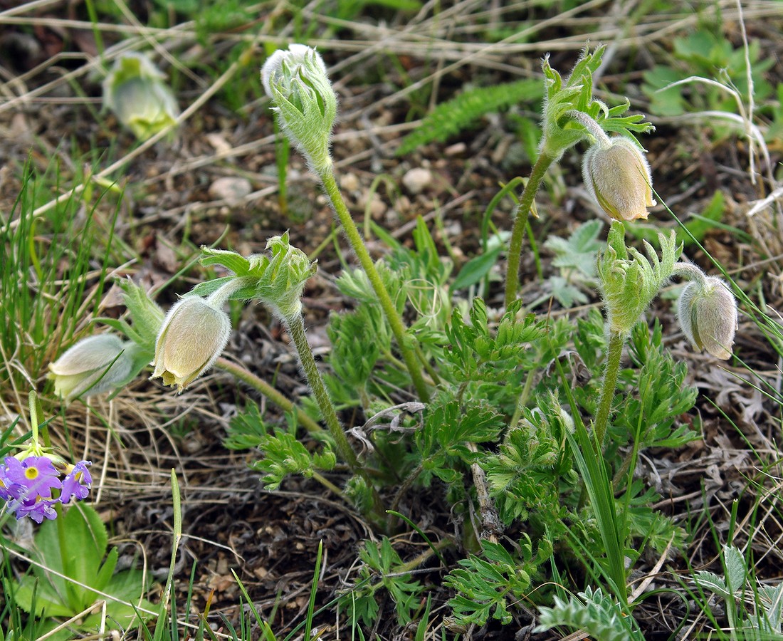 Image of Pulsatilla campanella specimen.