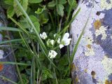 Ornithogalum balansae