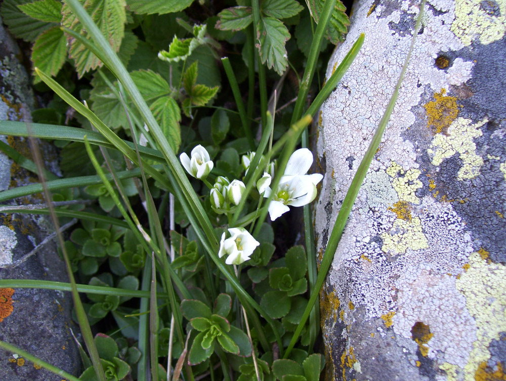 Изображение особи Ornithogalum balansae.