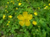 Ranunculus constantinopolitanus