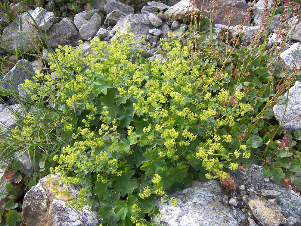 Изображение особи Alchemilla microdonta.