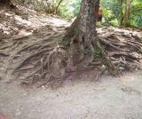 Fagus × taurica. Обнажённая часть корневой системы взрослого дерева. Крым, Большой каньон. 23 августа 2007 г.