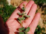 Helianthemum stipulatum