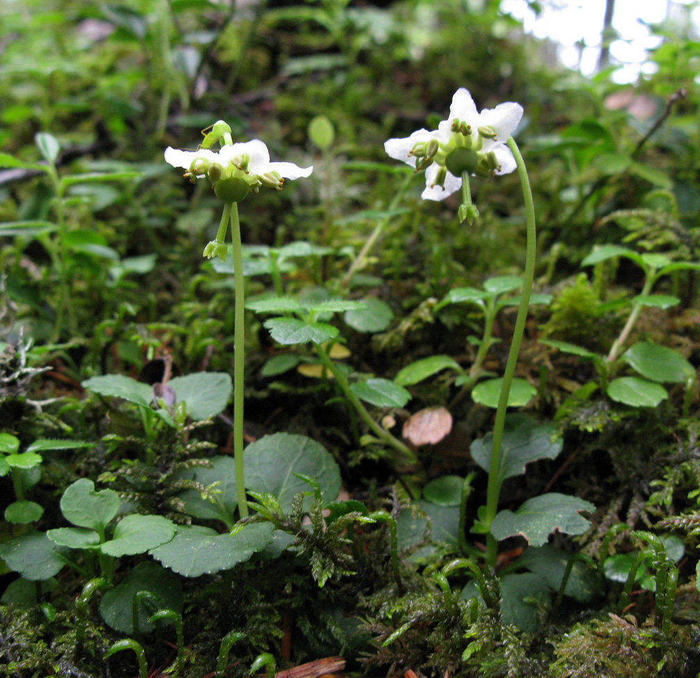 Изображение особи Moneses uniflora.