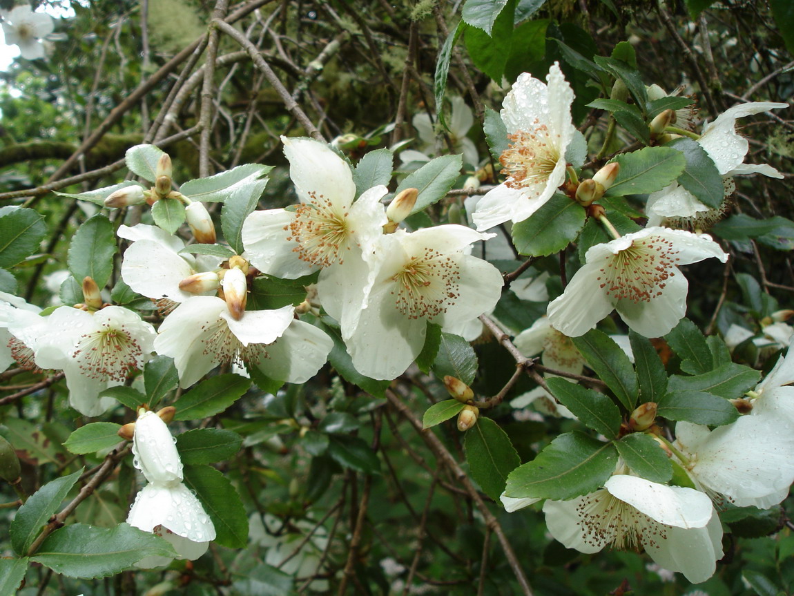 Image of Eucryphia cordifolia specimen.