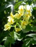 Corydalis bracteata