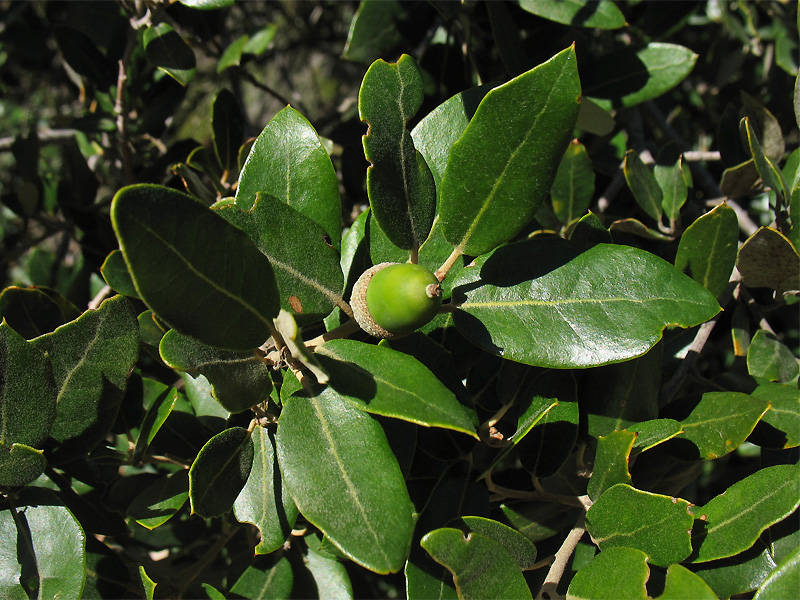 Изображение особи Quercus ilex.