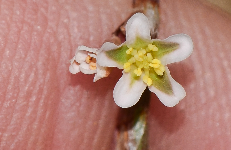 Изображение особи Polygonum equisetiforme.