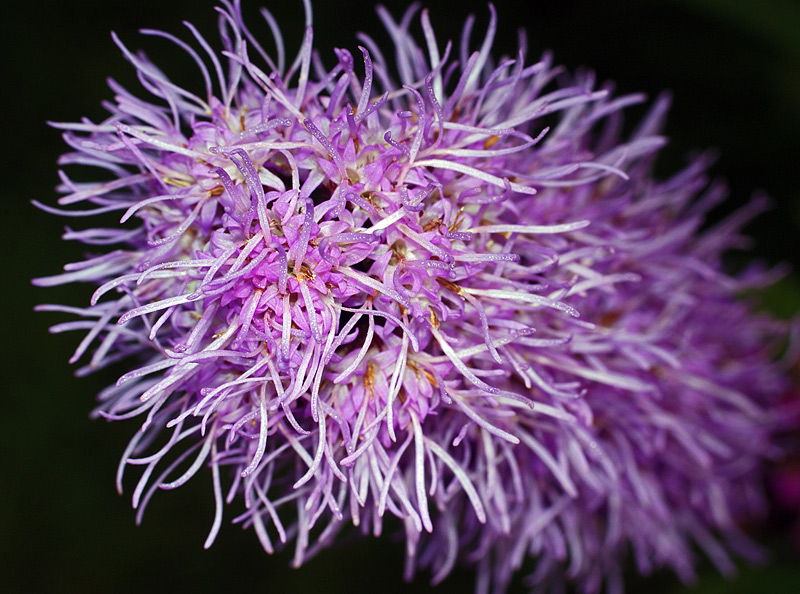 Изображение особи Liatris spicata.