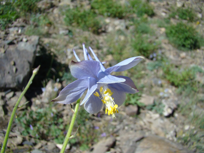 Изображение особи Aquilegia lactiflora.
