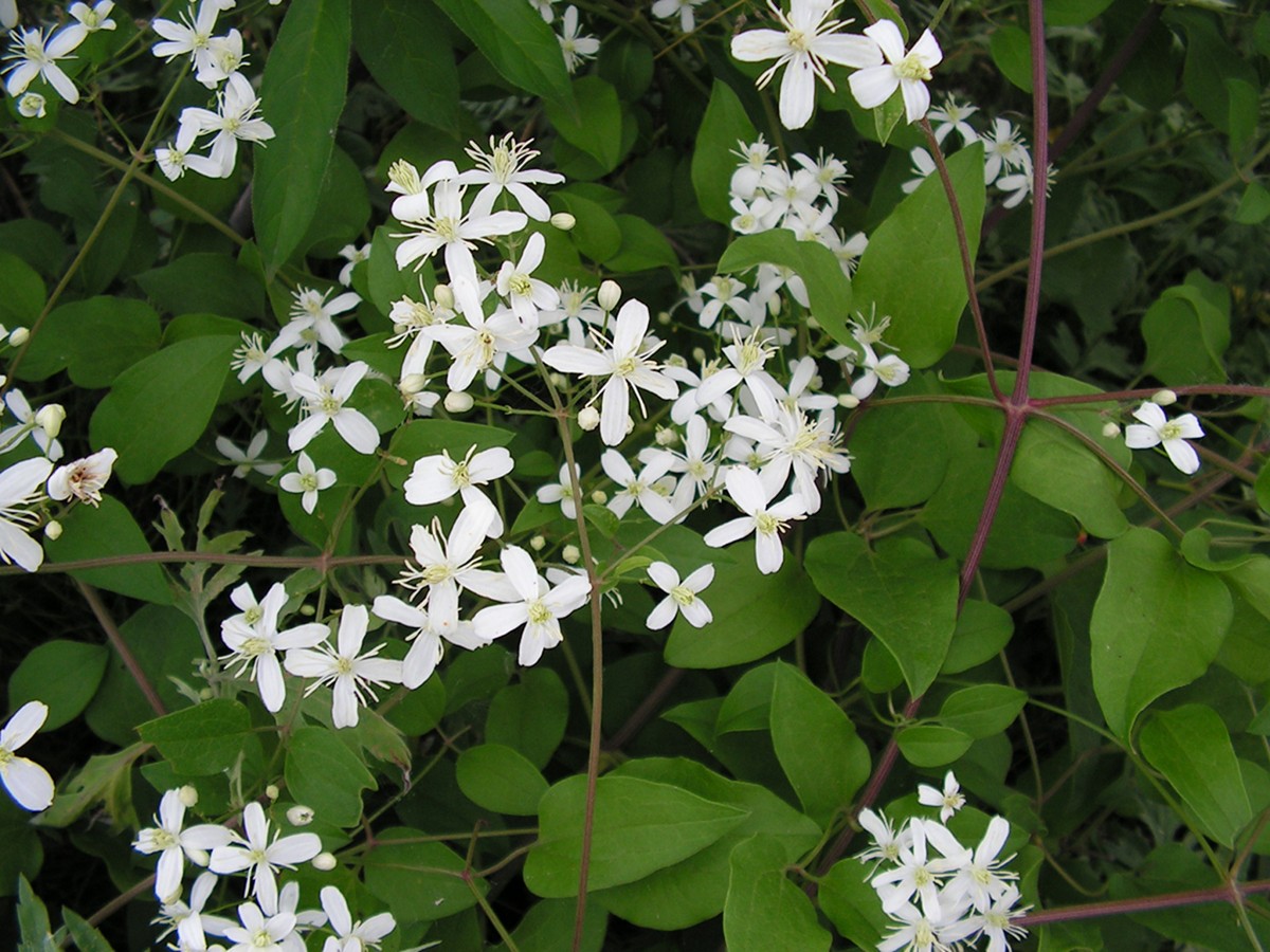 Image of Clematis mandshurica specimen.