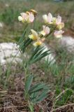 Lathyrus lacaitae. Цветущее растение. Крым, Ай-Петринская яйла. 8 мая 2012 г.