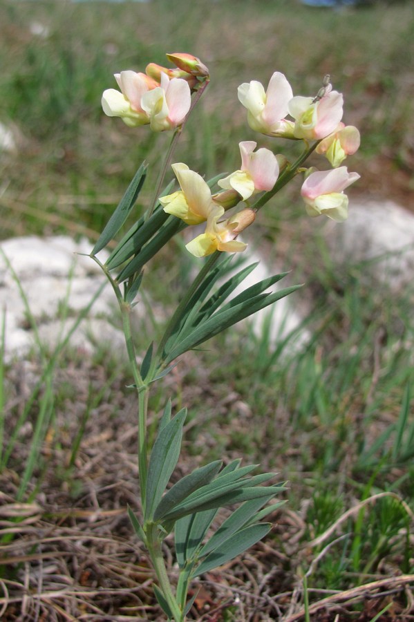 Изображение особи Lathyrus lacaitae.