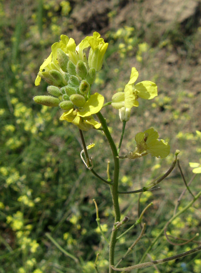 Image of Sisymbrium orientale specimen.