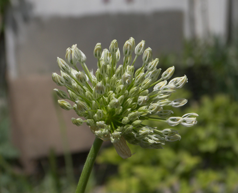 Изображение особи Allium stipitatum.