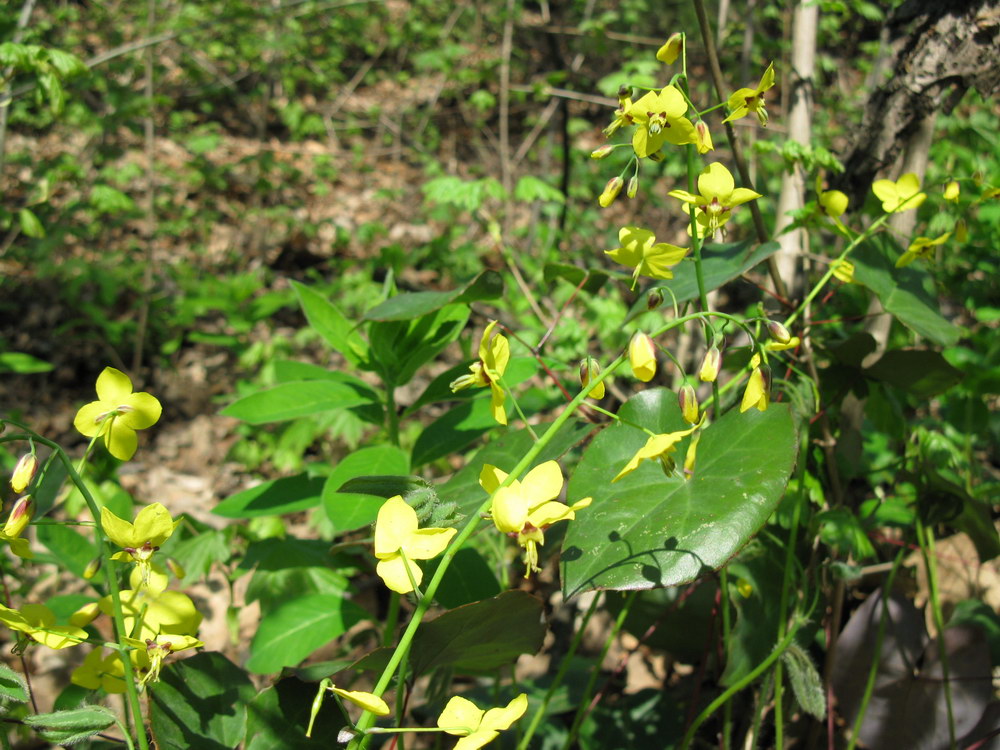 Image of Epimedium colchicum specimen.