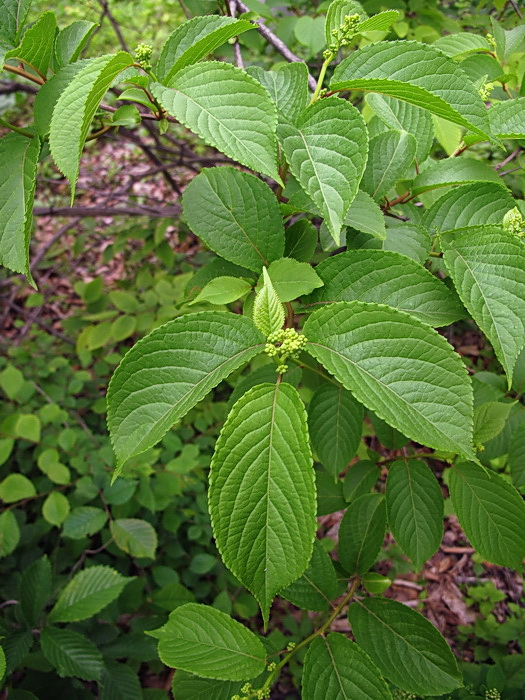 Image of Tripterygium wilfordii specimen.