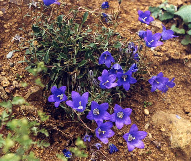 Изображение особи Campanula aucheri.