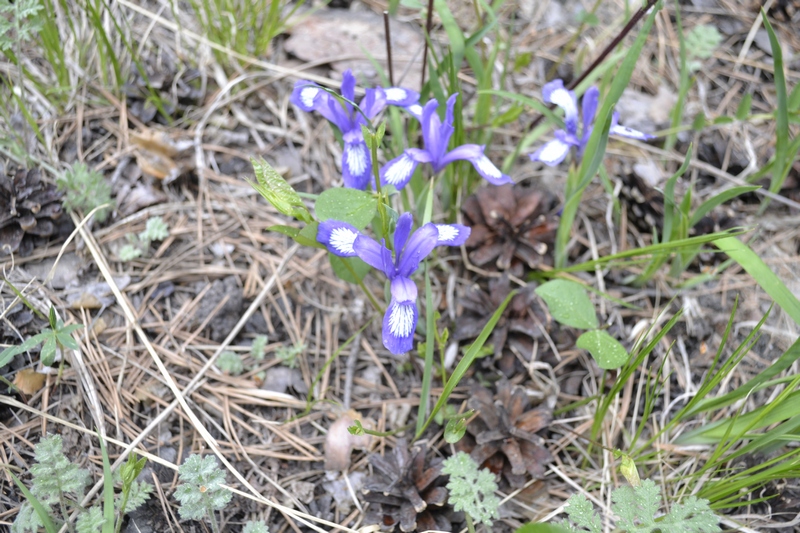 Image of Iris uniflora specimen.