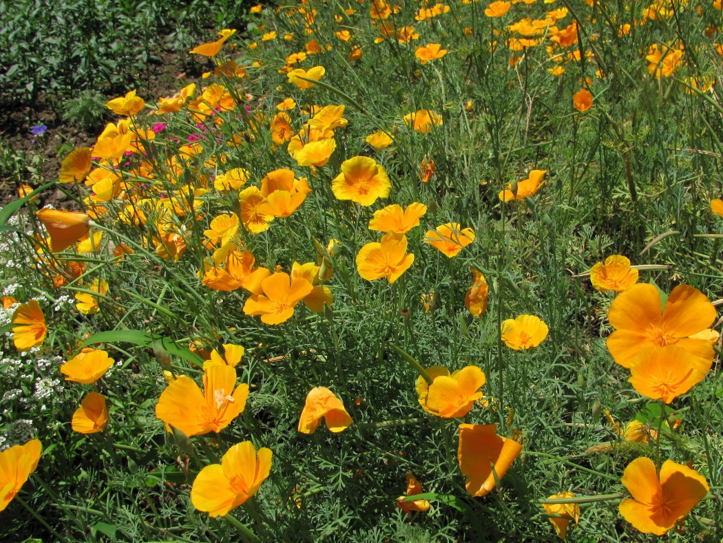Image of Eschscholzia californica specimen.