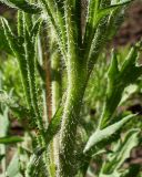 Papaver stevenianum