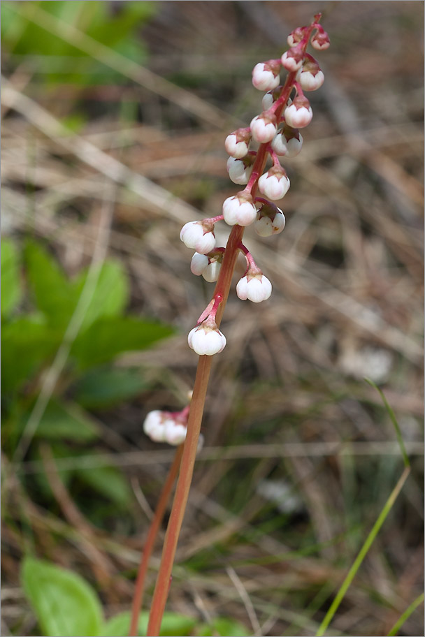 Изображение особи Pyrola minor.