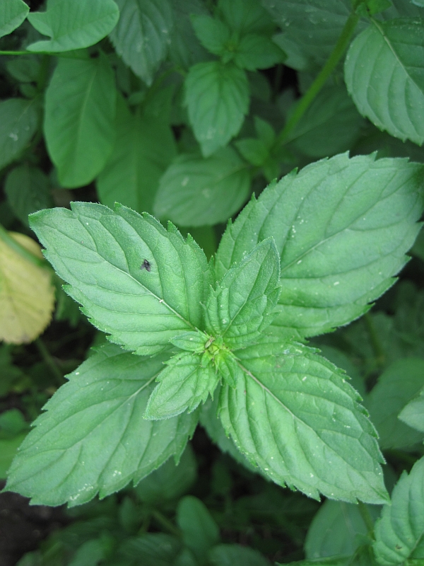 Image of Mentha &times; gracilis specimen.