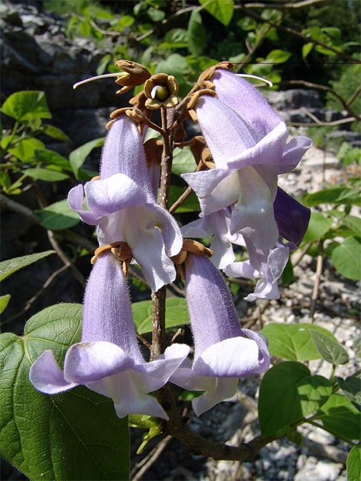 Image of Paulownia tomentosa specimen.