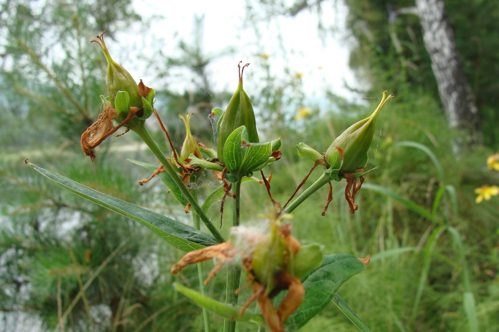 Изображение особи Hypericum ascyron.