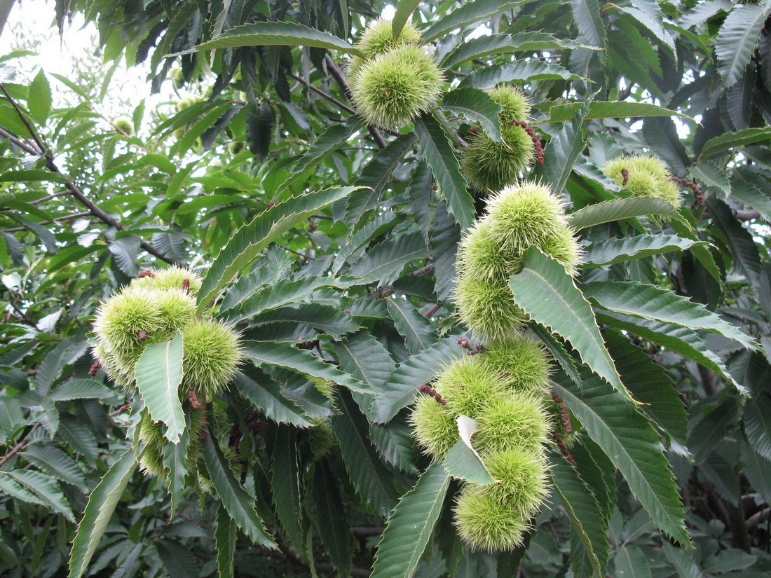 Image of Castanea sativa specimen.