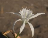 Pancratium maritimum