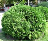 Thuja occidentalis. Куст. Австрия, Вена, площадь Марии Терезии. 10.09.2012.