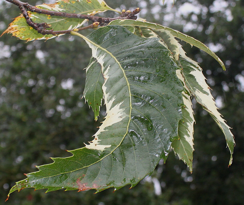 Image of Castanea sativa specimen.