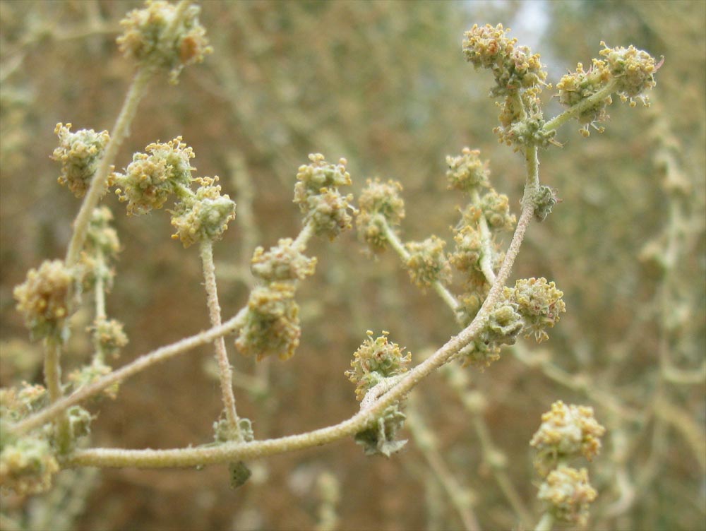 Image of Atriplex halimus specimen.