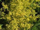 Galium verum. Часть соцветия. Хабаровский край, Ванинский р-н, бухта Сизиман. 06.08.2005.