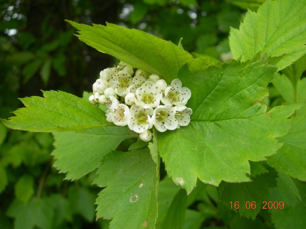 Image of Crataegus chlorosarca specimen.