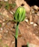 Crepis albida. Нераскрывшееся соцветие. Испания, Каталония, Барселона, монастырь Монтсеррат, у тропы по уступу горного склона. 25.06.2012.