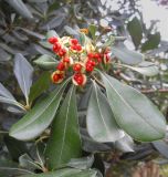 Pittosporum tobira